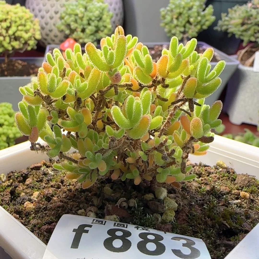 883冰川一物一拍