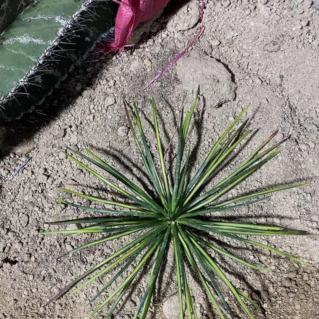 吹上锦冠幅30公分左右一颗