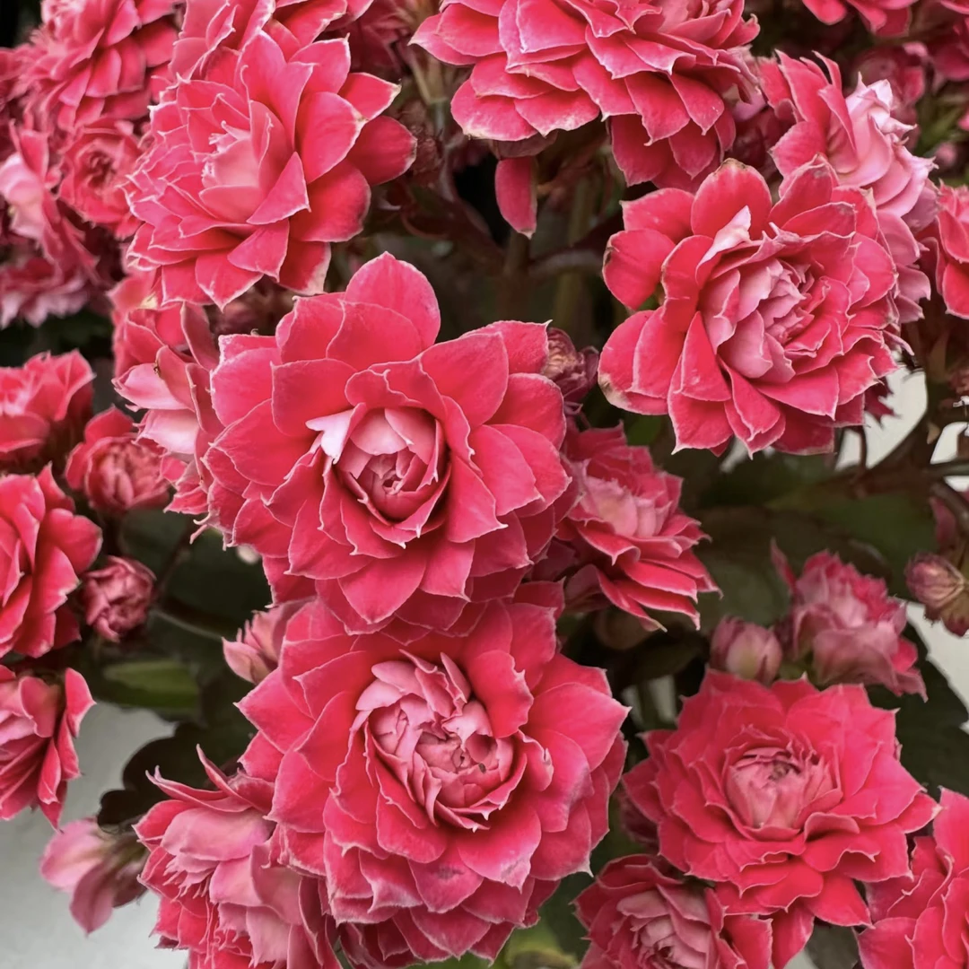 【步步生花】重瓣大花长寿花盆栽