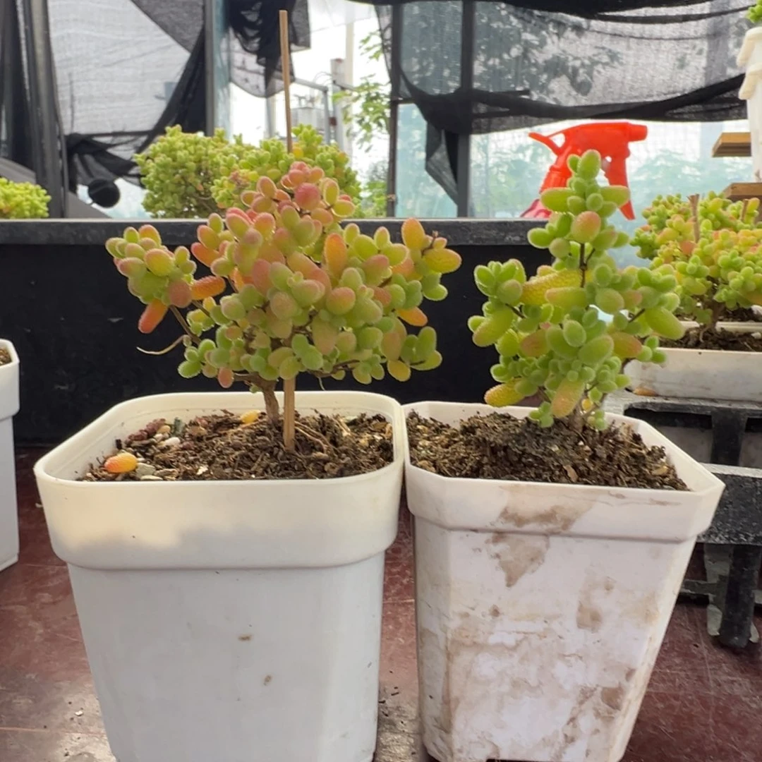 当前无花朵，栽培后可花朵