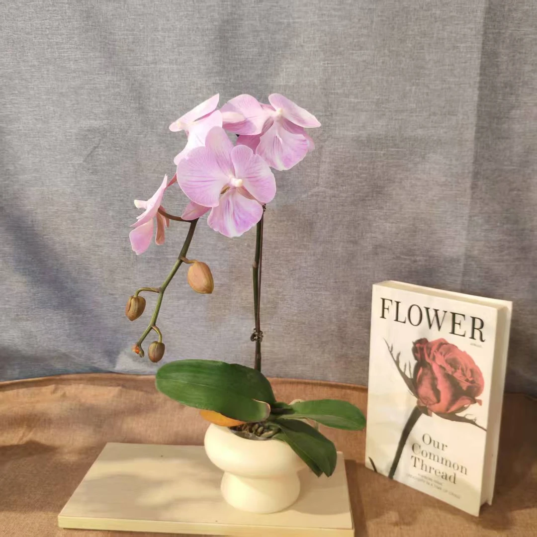 鲜花【天仙】蝴蝶兰室内种植观赏送礼带花发货