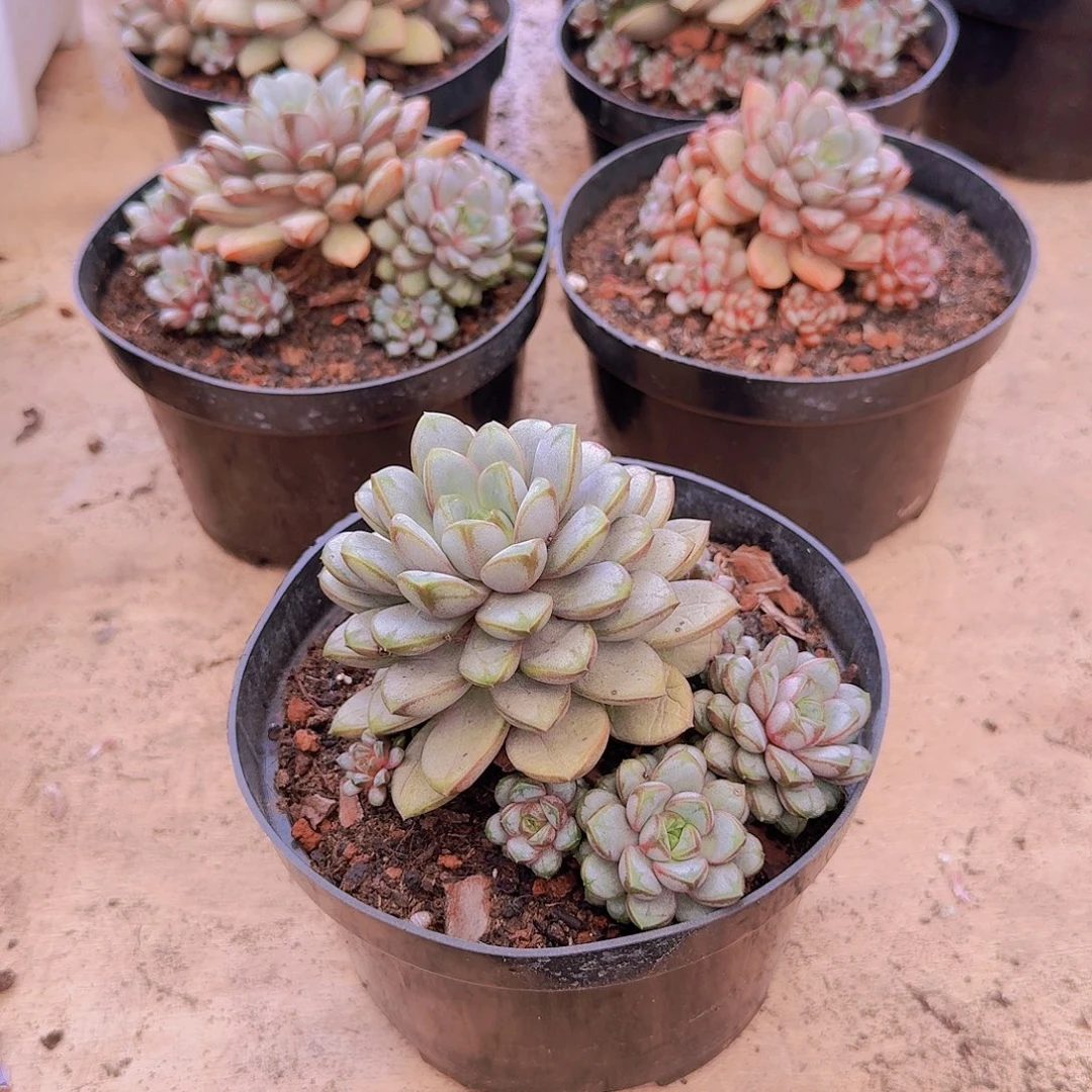 葡萄一颗一物一拍