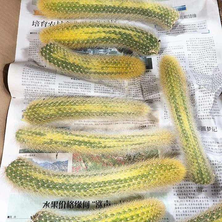 九尾狐锦11111111111