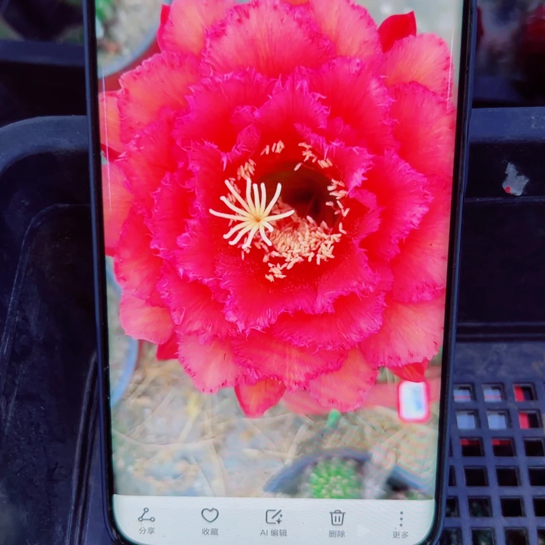 下8毛五花牛歪无根侧芽5公分左右20包邮