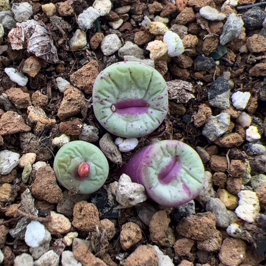 0168号小红嘴 多肉植物