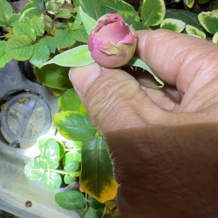 无花朵粉色可爱水小苗