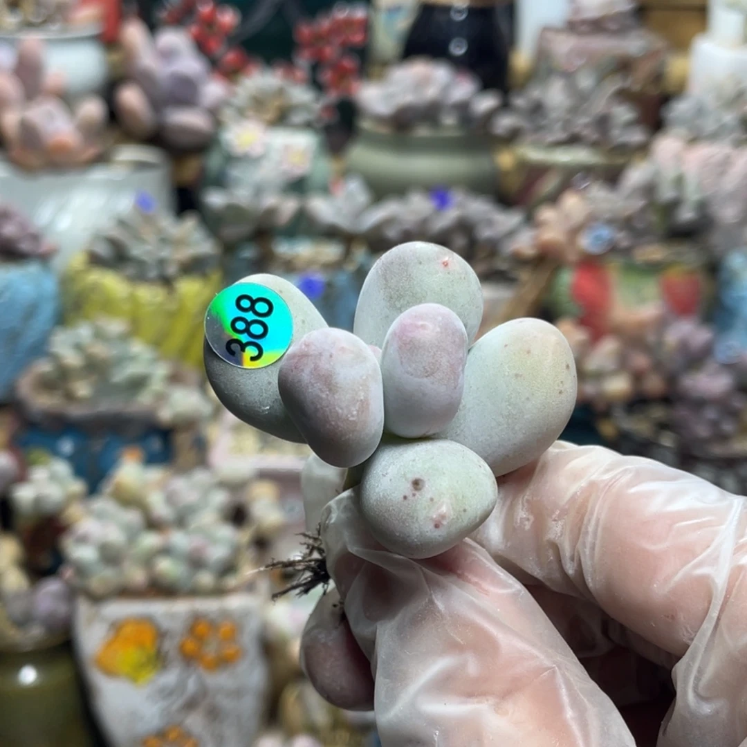 米卡奶酪多肉植物