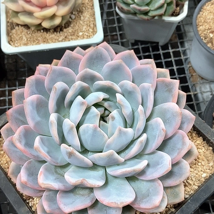 橙梦露锦超大单头