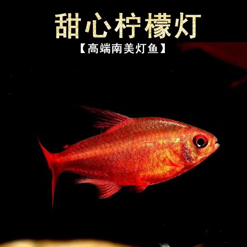 甜心柠檬高端灯鱼