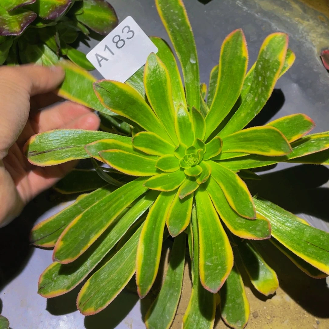 虞姬多肉植物多肉183