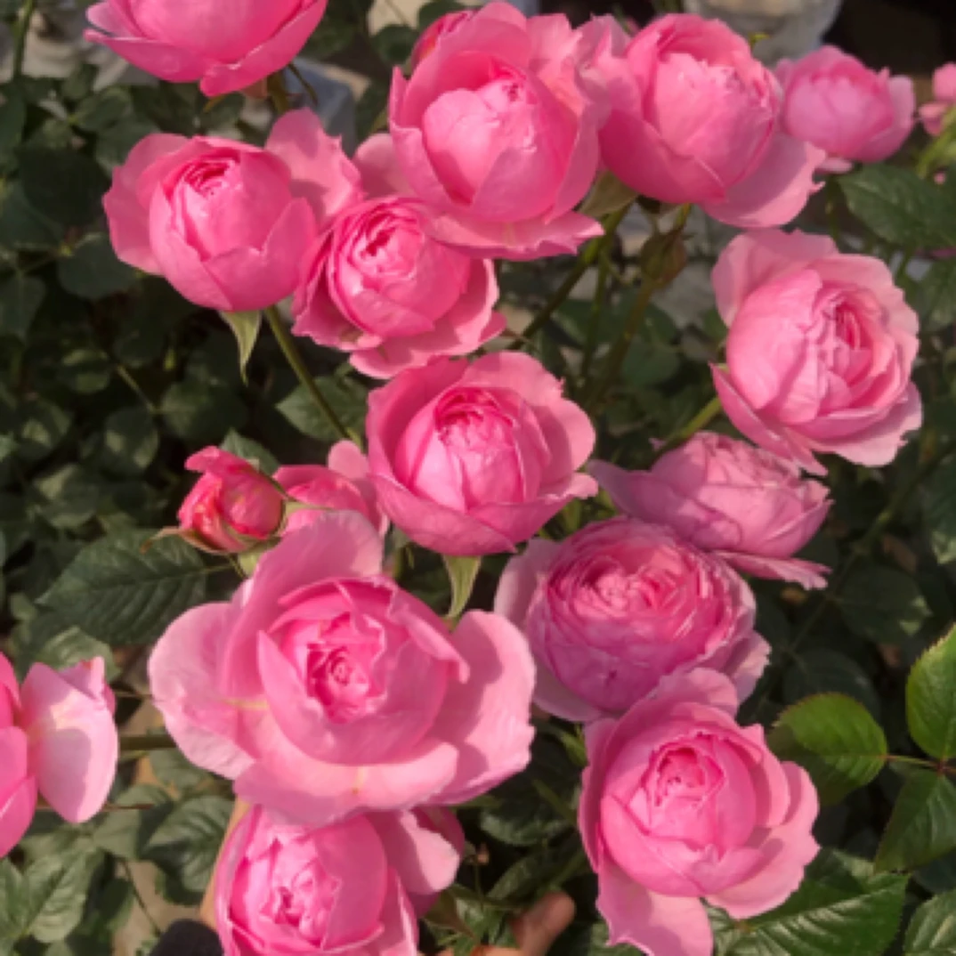 【两颗包】铃之妖精 老玫瑰香味粉色浓香多头勤花阳台盆栽地栽苗