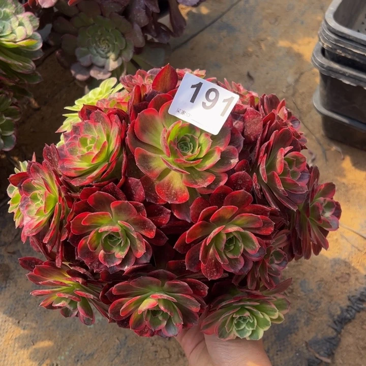 安娜多肉植物191