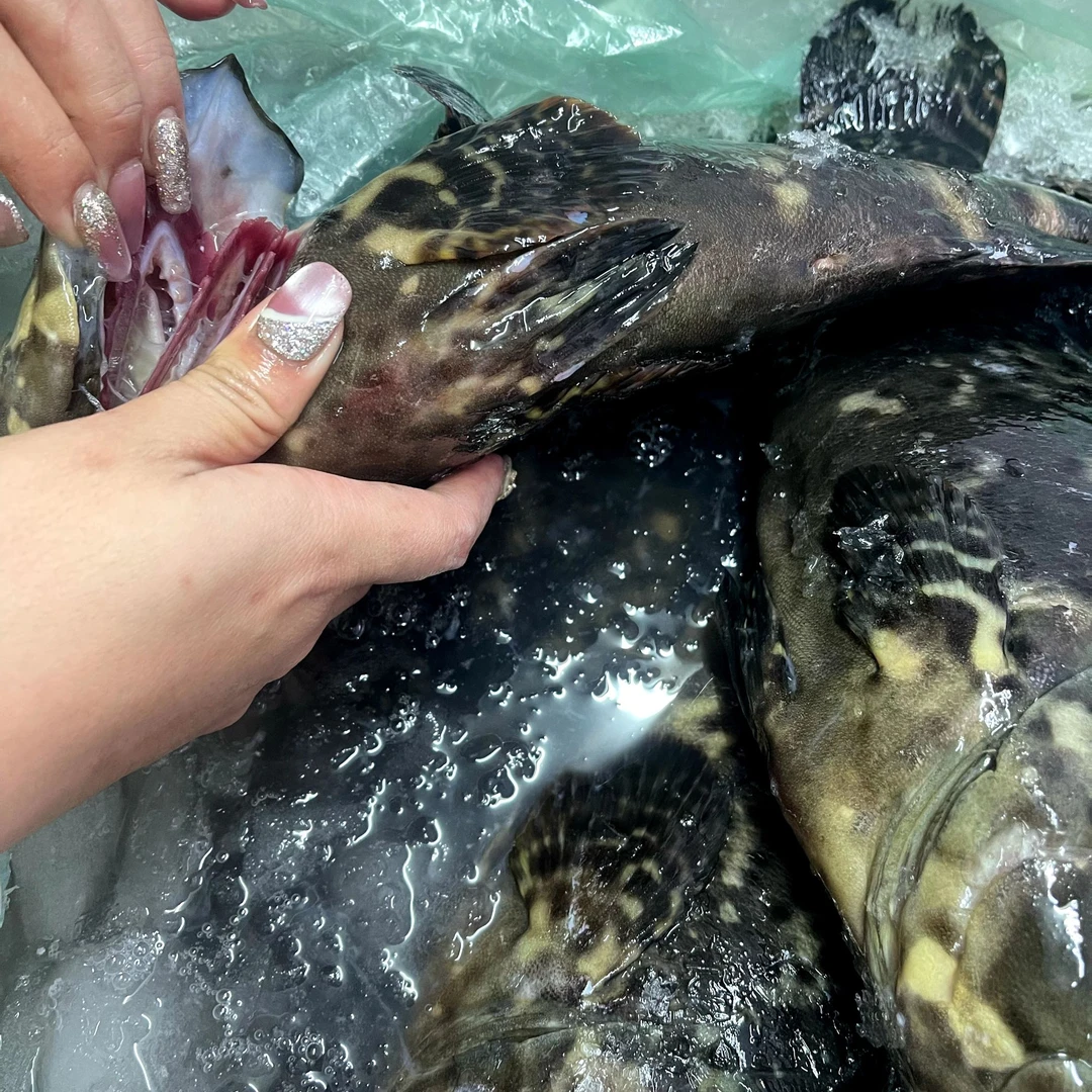 1.7-1.9斤石斑鱼两条共（3.4-3.8）斤  深海珍珠龙胆石斑鱼老虎斑