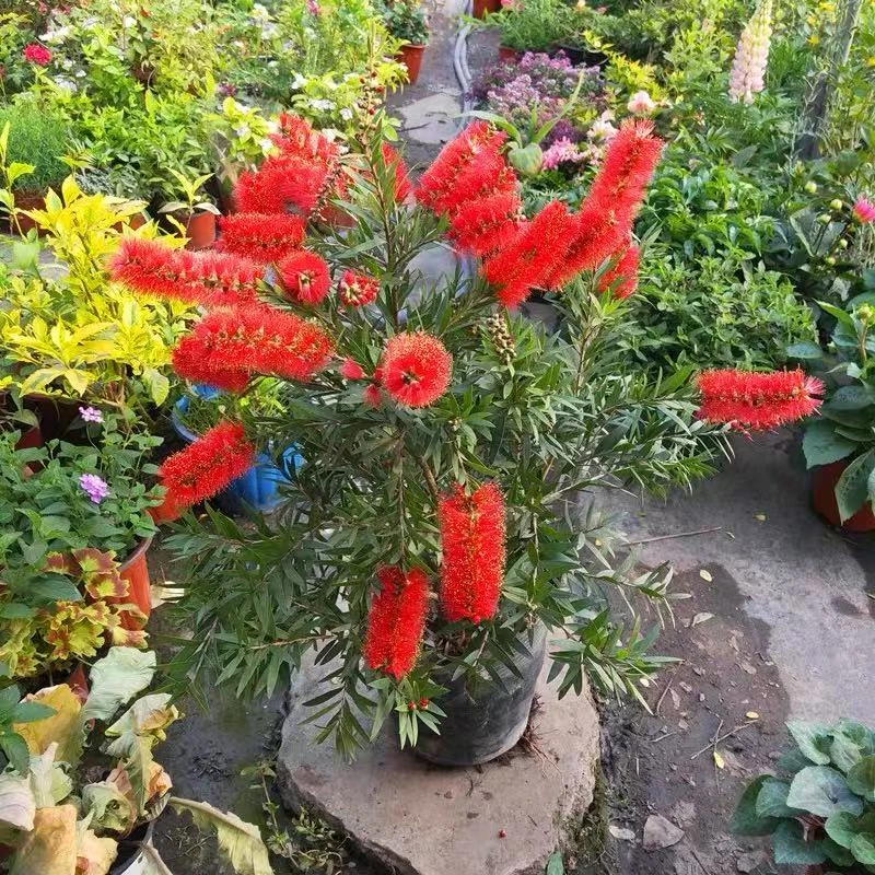 新品红千层带花串钱毛绒花庭院盆栽多花红千层金宝树花园常绿易活
