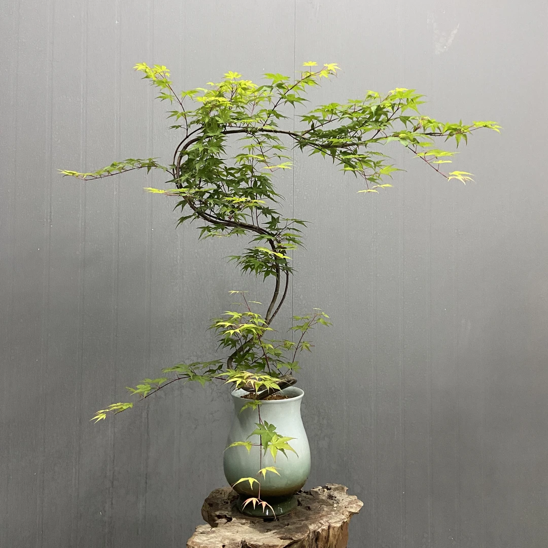 流泉枫盆景 灵动飘逸赏心悦目 室内空间禅意美感