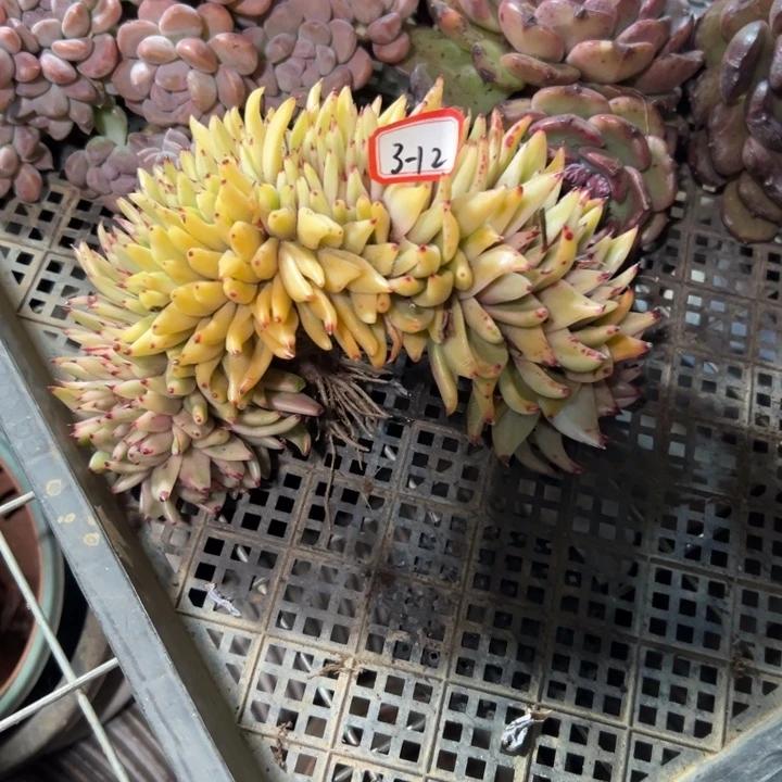 懒***2精品多肉植物老桩