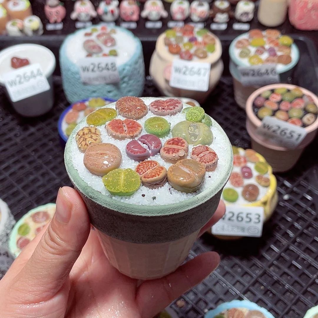 w2654 带盆土发货-零下地区拍保温箱