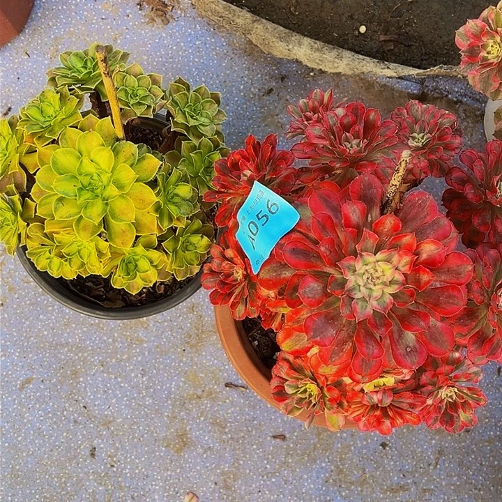 共同白056韶华056法师