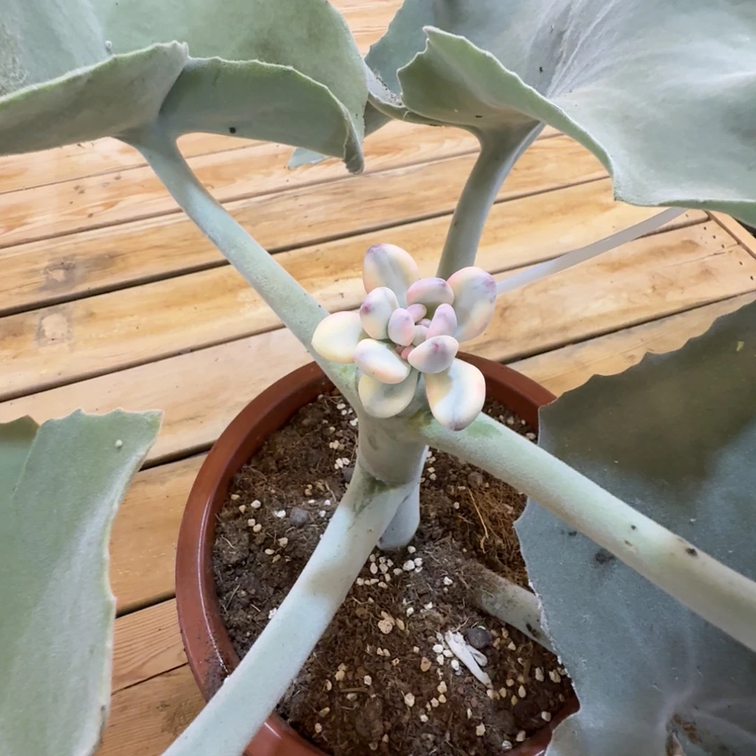 *****美人 安吉园艺锦锦