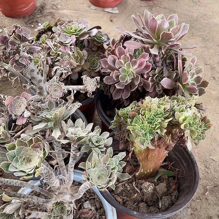 5棵玫瑰玫瑰玫瑰玫瑰