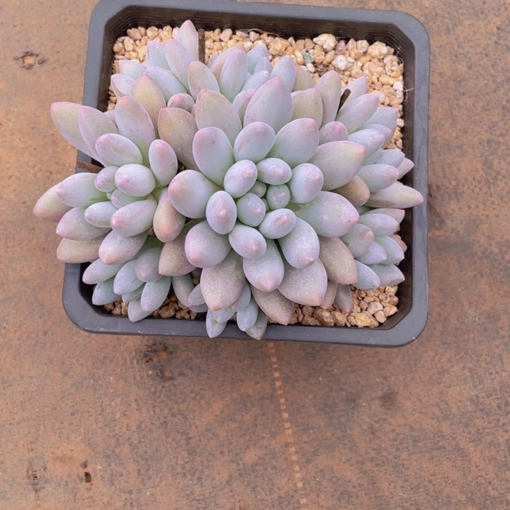 纯***纯单纯姐多肉链接的时候