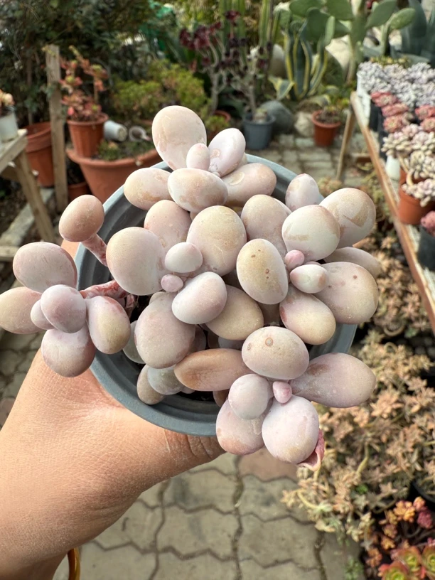 多肉圆叶桃蛋老桩群生特价