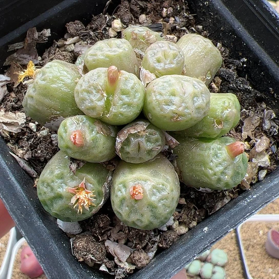 【闪购商品】59 双11福利