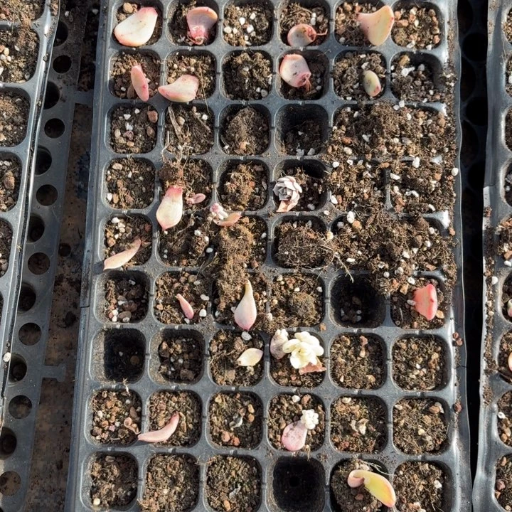 一筐的价格一物一拍