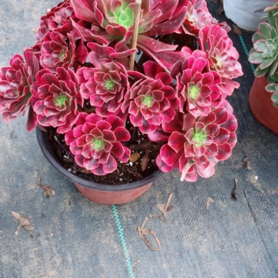 孙***姐无花朵美杜莎法师多肉植物49号