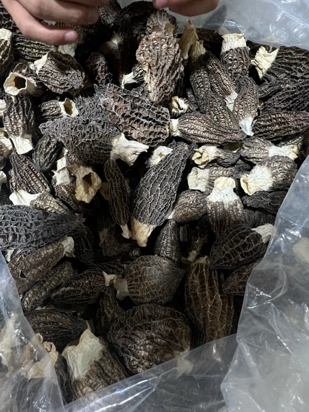 头茬厚肉六妹羊肚菌0530