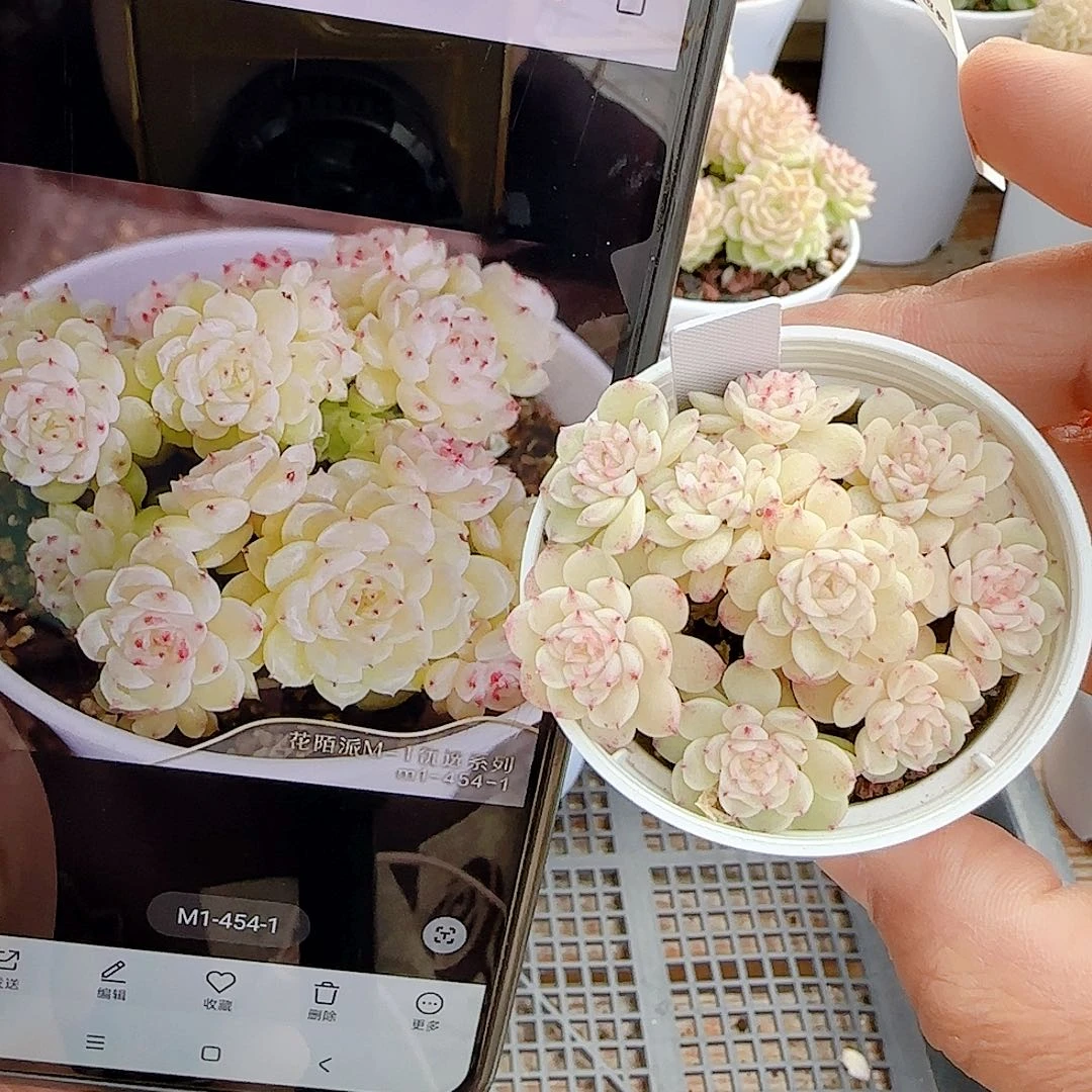 1214-28（m1-454-1）优选