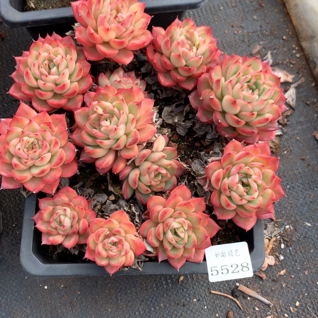 艾**55528瑕疵不售后特价处理