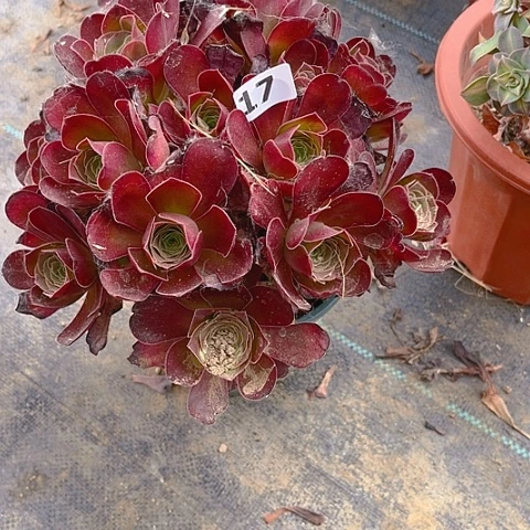 魅金玫瑰法师法师17