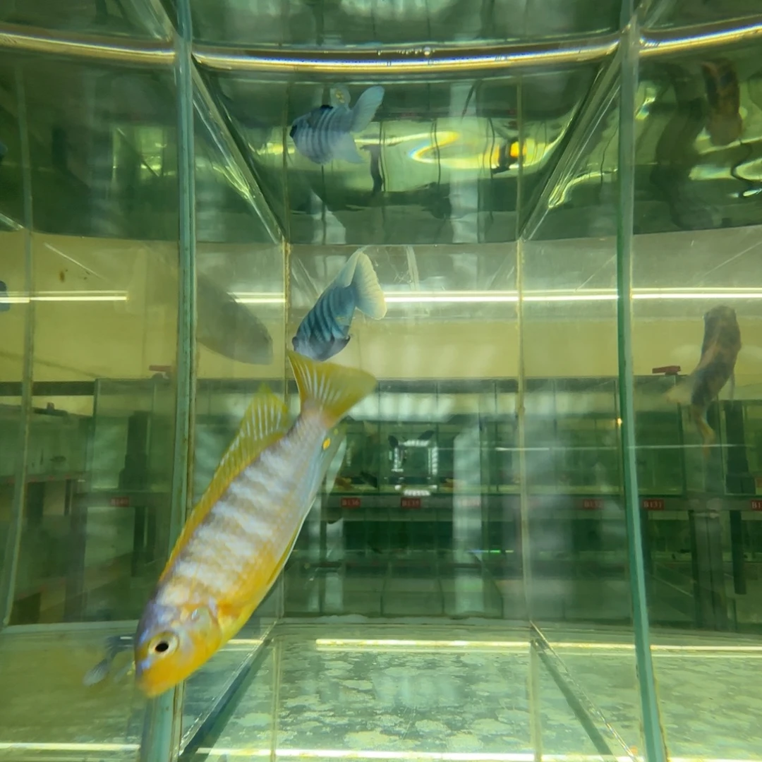 海水鱼大骷髅12-13-黎明斑马10+