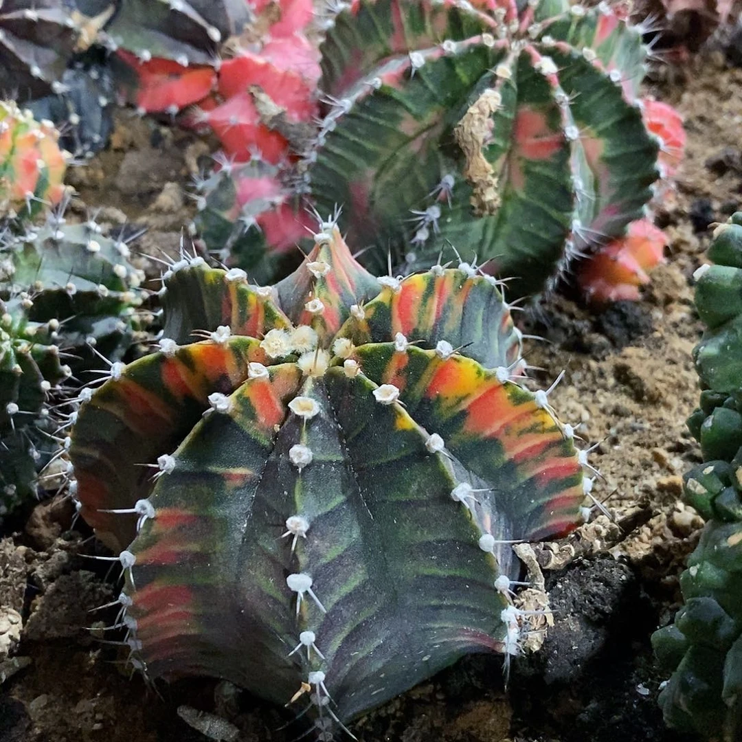 九***莉32号拍品。