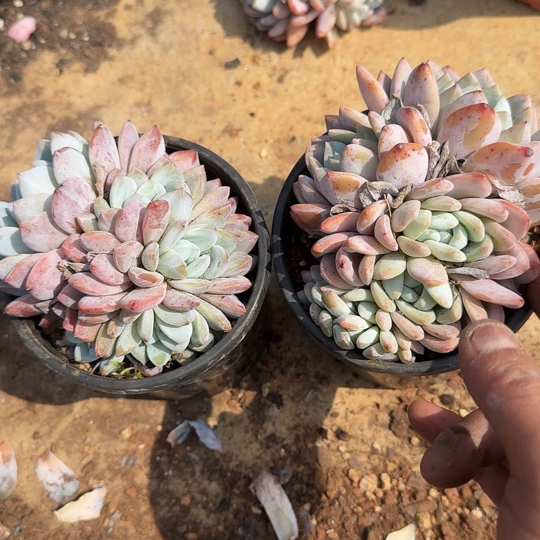 静**316646464346464644644