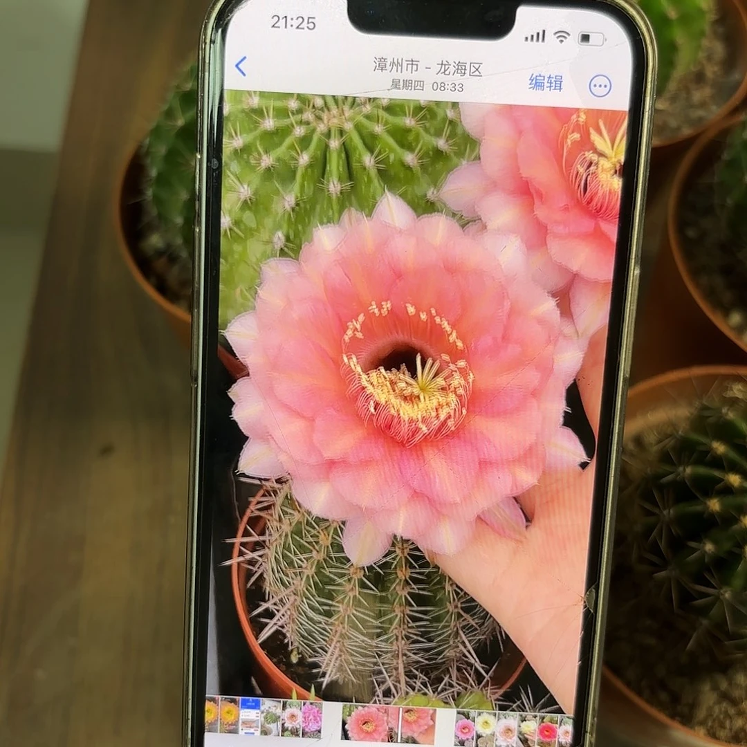 彩草1-51号6公分有炸裂