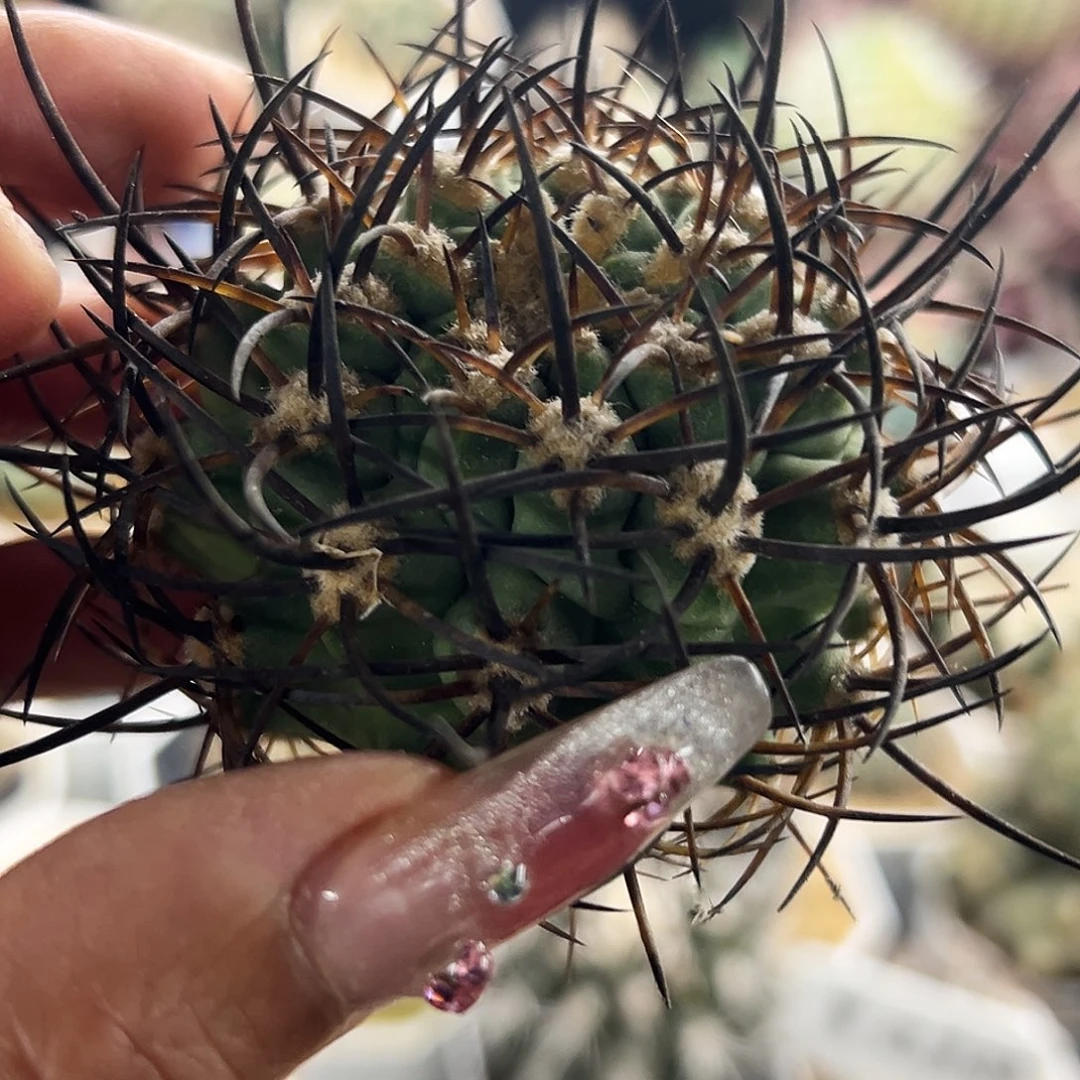 500津玉有根仙人球666666666