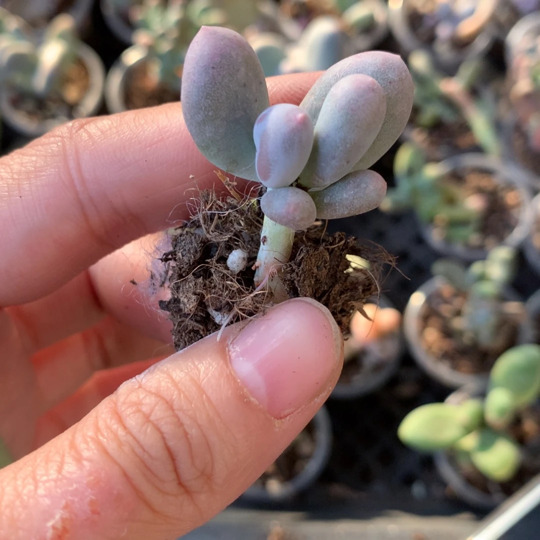 miken米可奶米可奶