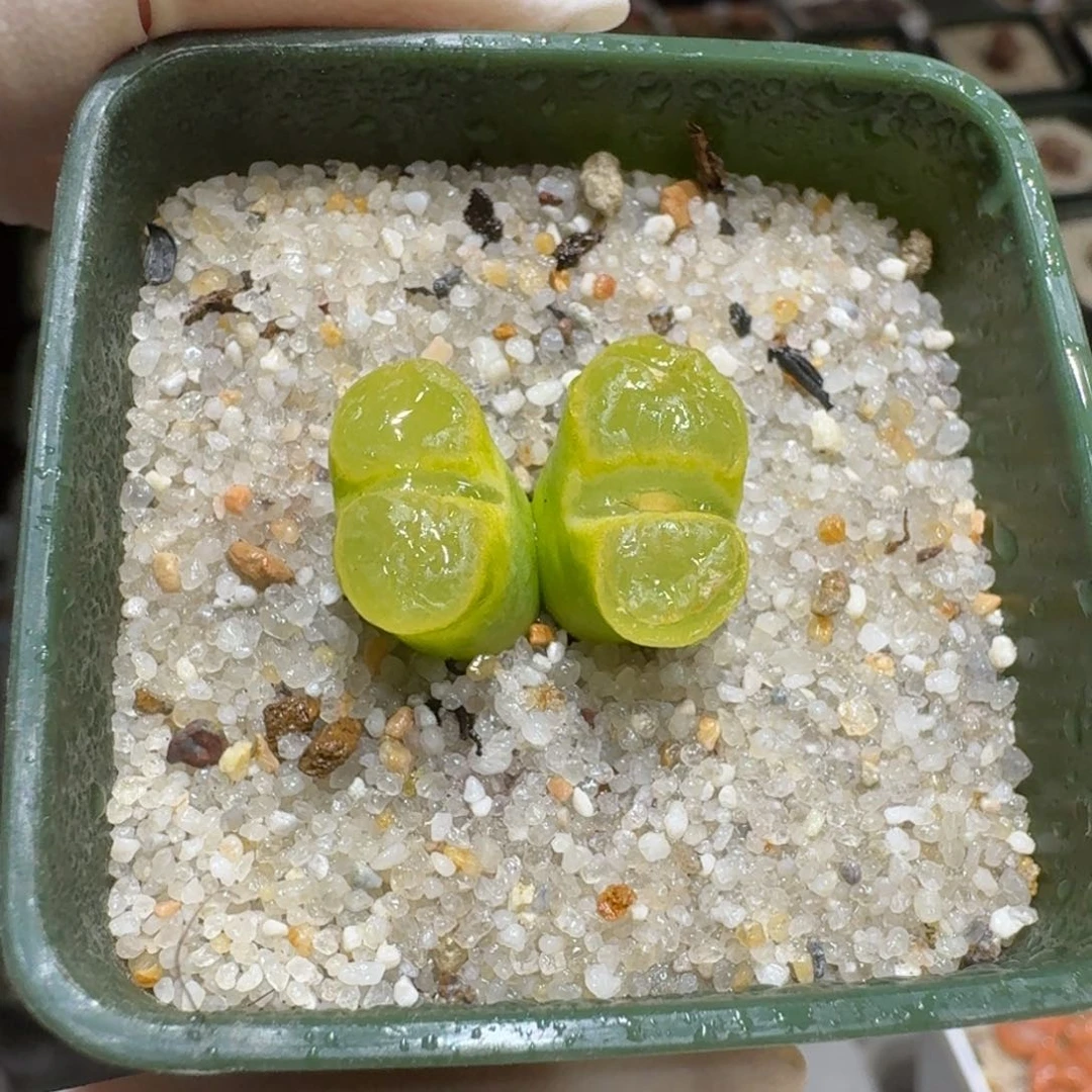 浅****?0206-63肉锥肉锥