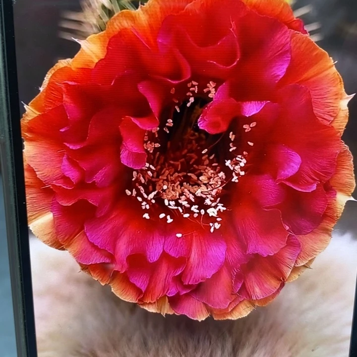 彩草七夕侧芽4公分左右