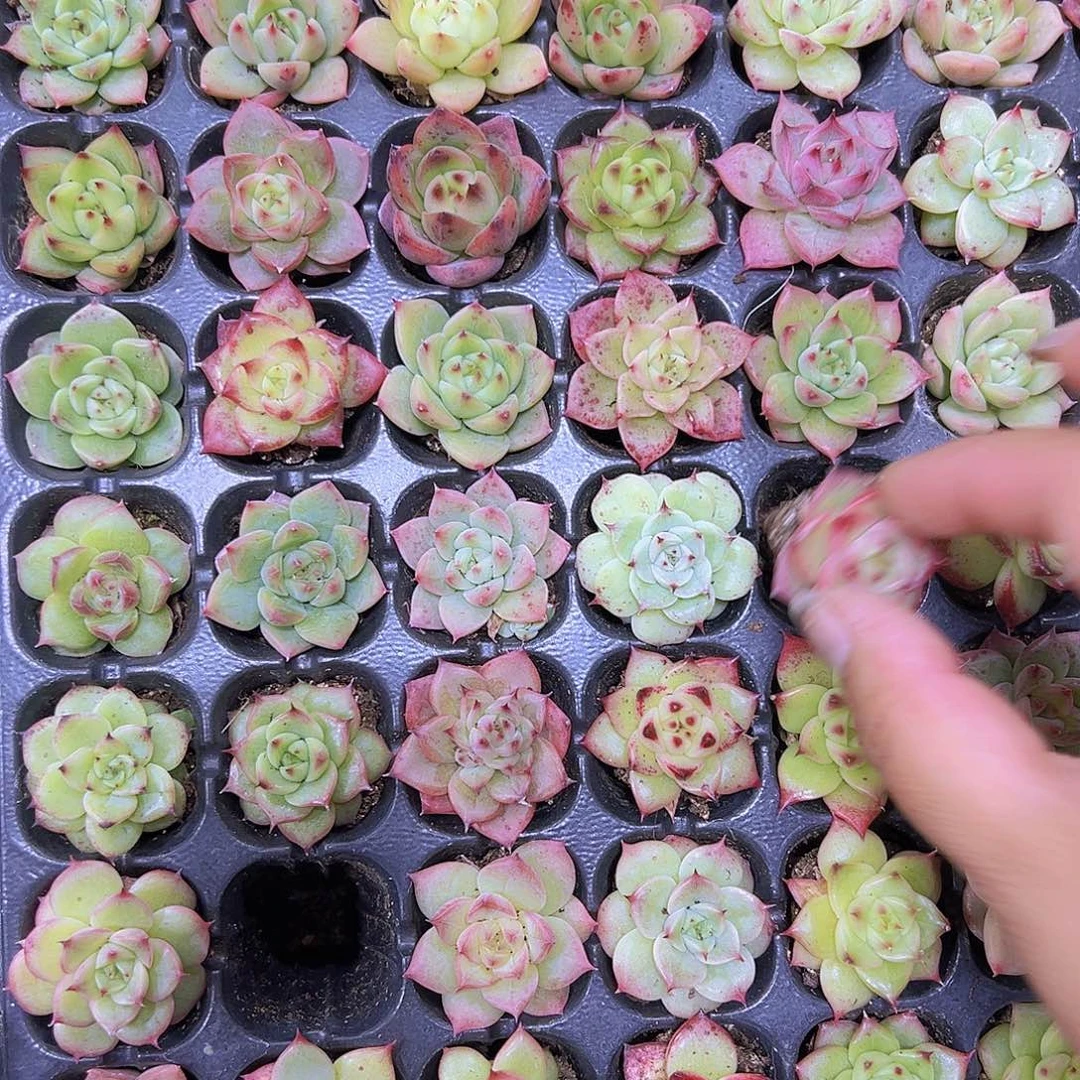 七彩麦秆5个19包邮多肉