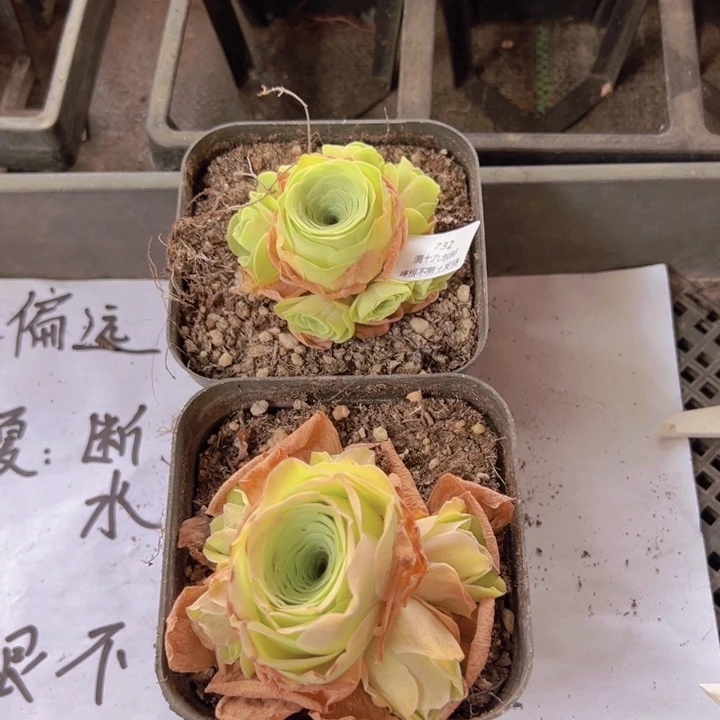 732 裸根不带土发货