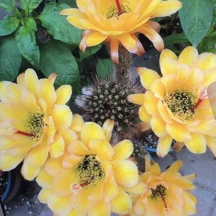 法一侧芽5公分左右毛花柱（20包邮）