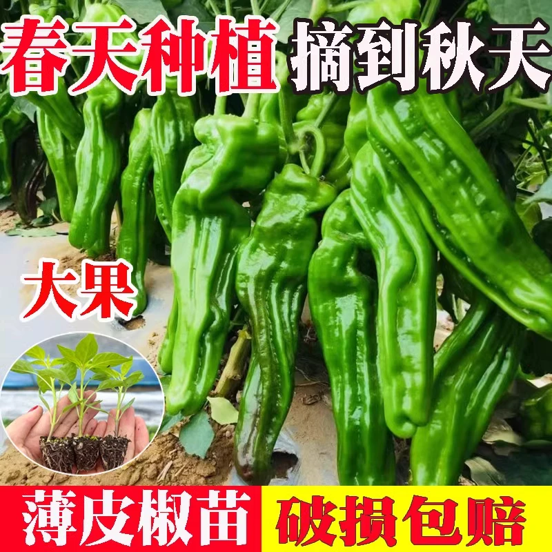 高产辣椒苗带土秧苗蔬菜苗朝天椒线椒薄皮椒螺丝椒四季地栽盆栽苗