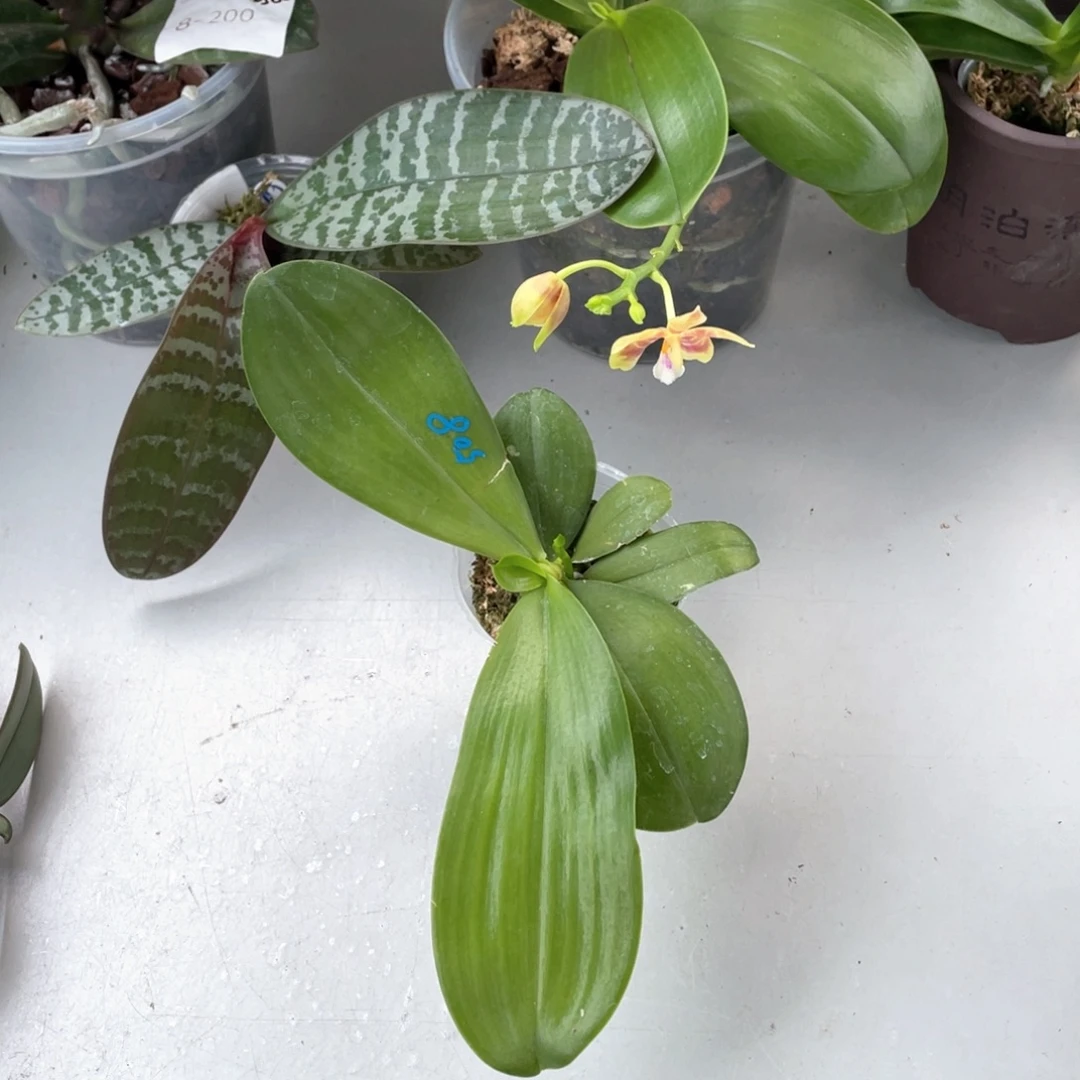 当前无花栽培后可以开花（弥陀反射龙）抽梗