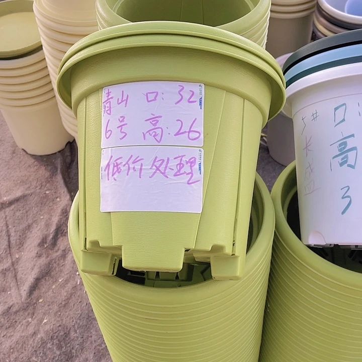 红陶青山6号果绿色5个