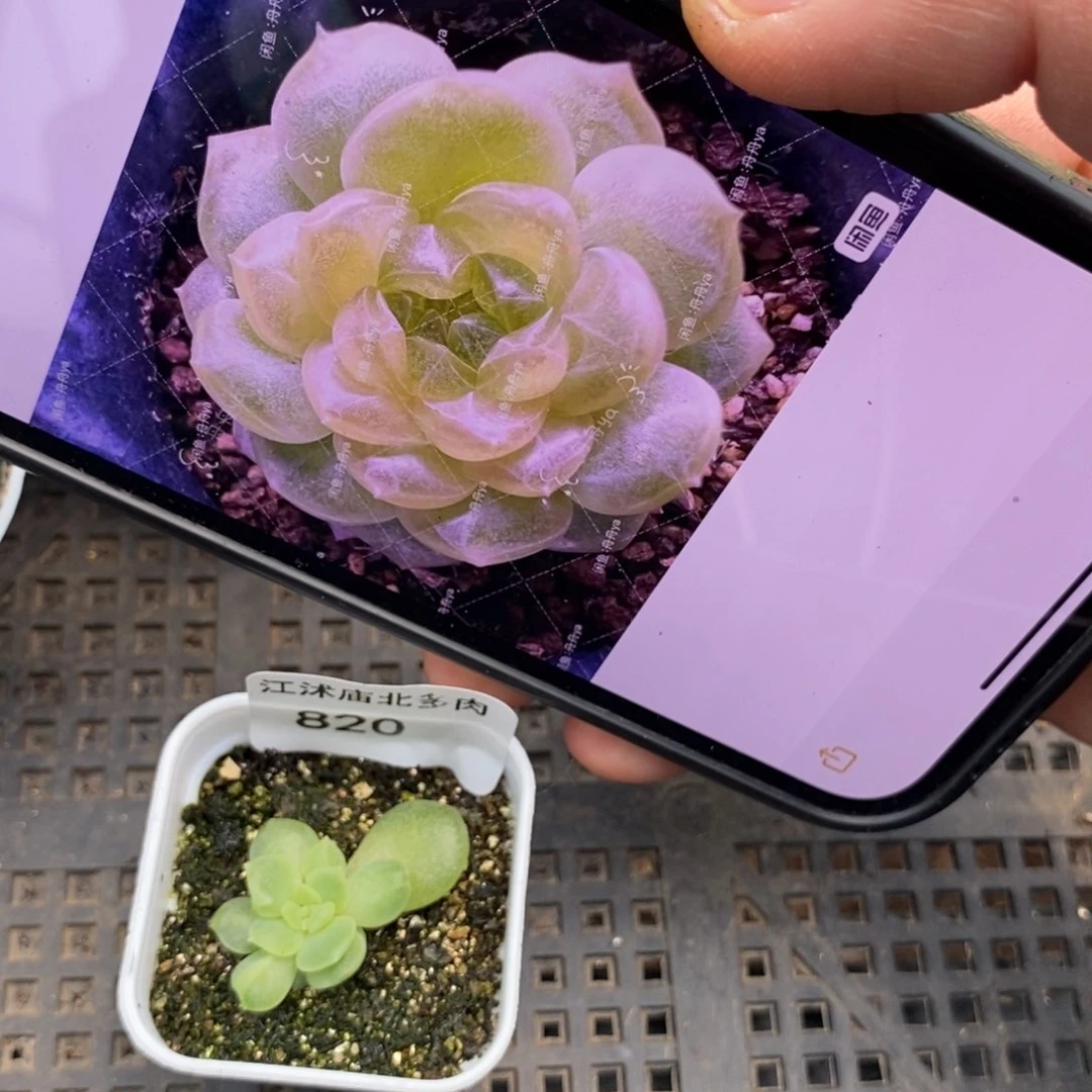 标签820冰沙一个多肉