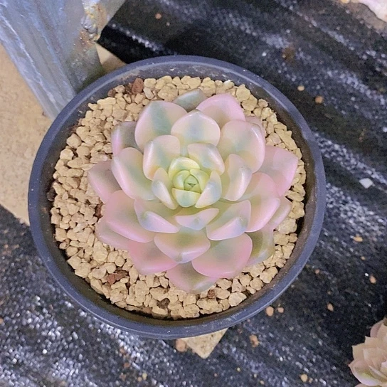 无花朵小**乐佳人锦