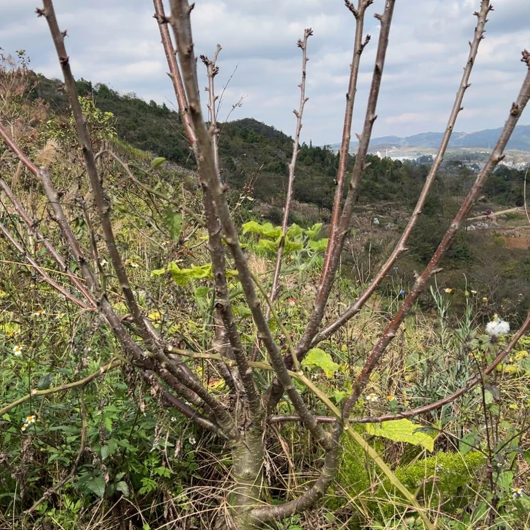 大部分开放少量花苞3